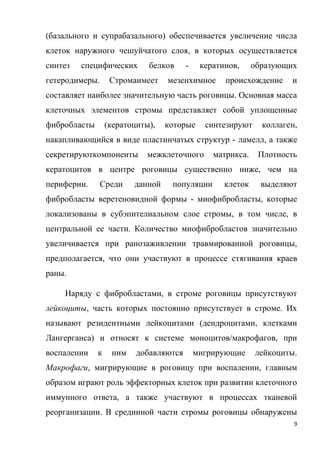 9
(базального и супрабазального) обеспечивается увеличение числа
клеток наружного чешуйчатого слоя, в которых осуществляется
синтез специфических белков - кератинов, образующих
гетеродимеры. Стромаимеет мезенхимное происхождение и
составляет наиболее значительную часть роговицы. Основная масса
клеточных элементов стромы представляет собой уплощенные
фибробласты (кератоциты), которые синтезируют коллаген,
накапливающийся в виде пластинчатых структур - ламелл, а также
секретируюткомпоненты межклеточного матрикса. Плотность
кератоцитов в центре роговицы существенно ниже, чем на
периферии. Среди данной популяции клеток выделяют
фибробласты веретеновидной формы - миофибробласты, которые
локализованы в субэпителиальном слое стромы, в том числе, в
центральной ее части. Количество миофибробластов значительно
увеличивается при ранозаживлении травмированной роговицы,
предполагается, что они участвуют в процессе стягивания краев
раны.
Наряду с фибробластами, в строме роговицы присутствуют
лейкоциты, часть которых постоянно присутствует в строме. Их
называют резидентными лейкоцитами (дендроцитами, клетками
Лангерганса) и относят к системе моноцитов/макрофагов, при
воспалении к ним добавляются мигрирующие лейкоциты.
Макрофаги, мигрирующие в роговицу при воспалении, главным
образом играют роль эффекторных клеток при развитии клеточного
иммунного ответа, а также участвуют в процессах тканевой
реорганизации. В срединной части стромы роговицы обнаружены
 