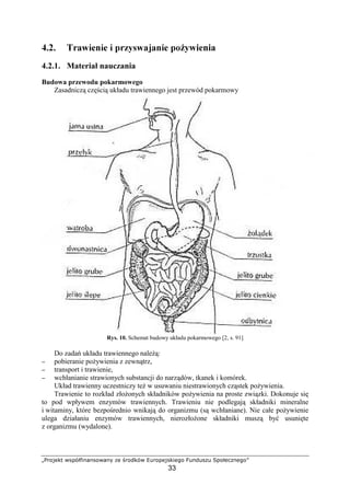 žŸ ¡¢£¤ ¥¦§¨©ª«¬­¬¦ ¥­¬® ¯¢ °Ÿ ±£¨¥ ²³Ÿ §¢¡¦£«¢´ 
33
µ¶·¶ ¸¹º»¼½¾¼½ ¼ ¿¹ÀÁÂ»ºÃº¾¼½ ¿Ä ywienia
4.2.1. Materiał nauczania
Budowa przewodu pokarmowego
Zasadnicz cz ci układu trawiennego jest przewód pokarmowy
Rys. 10. Schemat budowy układu pokarmowego [2, s. 91]
Do zada układu trawiennego nale :
−−−− pobieranie po ywienia z zewn trz,
−−−− transport i trawienie,
−−−− wchłanianie strawionych substancji do narz dów, tkanek i komórek.
Układ trawienny uczestniczy te w usuwaniu niestrawionych cz stek po ywienia.
Trawienie to rozkład zło onych składników po ywienia na proste zwi zki. Dokonuje si
to pod wpływem enzymów trawiennych. Trawieniu nie podlegaj składniki mineralne
i witaminy, które bezpo rednio wnikaj do organizmu (s wchłaniane). Nie całe po ywienie
ulega działaniu enzymów trawiennych, nierozło one składniki musz by usuni te
z organizmu (wydalone).
 
