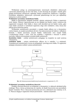$%'()01 23456789@93'2@9A B) C'D052 EF'4)(308)G'
35
Wchłanianie polega na przetransportowaniu strawionych składników od ywczych
z przewodu pokarmowego do krwi lub limfy. Z nimi docieraj do narz dów i tkanek gdzie
ulegaj przemianom ustrojowym, spełniaj c funkcje energetyczne, budulcowe i reguluj ce.
Przenikanie składników od ywczych z przewodu pokarmowego do krwi jest najbardziej
intensywne w jelicie cienkim.
Wchłanianie i przemiany metaboliczne białek
Białka to najwa niejsze składniki komórek i płynów ustrojowych. Pełni w organizmie
wiele funkcji. Pokrycie zapotrzebowania na ten składnik jest bardzo wa ne, zwłaszcza dla
organizmów rosn cych. Ilo białka w diecie osób dorosłych jest te bardzo wa na, gdy
cz białek zawartych w komórkach organizmu ulega stale rozkładowi, straty musz by
pokryte przez ponown syntez .
Wchłanianie aminokwasów powstałych z rozpadu białek odbywa si w dwunastnicy
i jelicie kr tym, na zasadzie przenikania do krwi. S wykorzystywane do budowy i odbudowy
komórek i tkanek (tworzenia nowych białek). Jednocze nie trwa rozpad białek
z wydzieleniem energii i azotu. Azot jest wydalany z organizmu z moczem w postaci
mocznika. Odbywa si nieustanna wymiana białek ustrojowych.
Katabolizm białek – rozkład aminokwasów polegaj cy na rozpadzie na cz azotow
i bezazotow .
Anabolizm białek – synteza aminokwasów odbywa si w w trobie i w mi niach.
Z pojedynczych aminokwasów tworz si polipeptydy i powstaj nowe białka. W organizmie
nast puje nieustannie rozkład i synteza aminokwasów.
wydalanie
spalanie
Rys. 14. Schemat przemian katabolicznych aminokwasów w organizmie [2, s.97]
Wchłanianie i przemiany metaboliczne tłuszczów
Produkty trawienia tłuszczów s wchłaniane w dwunastnicy i w dalszych odcinkach jelita
cienkiego. Wraz z krwi s dostarczane do w troby, do tkanki tłuszczowej oraz pozostałych
tkanek i komórek. Wraz z tłuszczem przenoszony jest m.in. cholesterol oraz witaminy A, D,
E. Tłuszcze ulegaj w organizmie ró nym przemianom – zale nie od potrzeb.
fHIPQR
I—HSRQTIUV
WX
bezazotowa
WX azotowa
—RWX
—RWXSHQYT`abcScQ w gla
woda
gb`QRXI
kwasy tłuszczowe
cScegHI
 