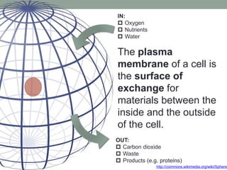 IN:
 Oxygen
 Nutrients
 Water
OUT:
 Carbon dioxide
 Waste
 Products (e.g. proteins)
The plasma
membrane of a cell is
the surface of
exchange for
materials between the
inside and the outside
of the cell.
http://commons.wikimedia.org/wiki/Sphere
 
