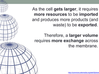 As the cell gets larger, it requires
more resources to be imported
and produces more products (and
waste) to be exported.
Therefore, a larger volume
requires more exchange across
the membrane.
http://commons.wikimedia.org/wiki/Sphere
 