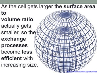 http://commons.wikimedia.org/wiki/Sphere
As the cell gets larger the surface area
to
volume ratio
actually gets
smaller, so the
exchange
processes
become less
efficient with
increasing size.
 