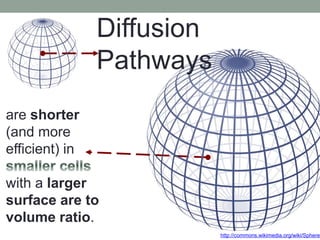 http://commons.wikimedia.org/wiki/Sphere
Diffusion
Pathways
are shorter
(and more
efficient) in
with a larger
surface are to
volume ratio.
 