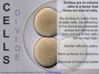 D
I
V
I
D
E
Surface are to volume
ratio is a factor that
limits the size of cells.
By dividing to make more,
smaller cells, the efficiency
of the exchange processes
across the membranes
(into and out of the cells)
can be kept high.
Shorter diffusion paths.
More surfaces for reactions.
Removal of heat and waste
4-cell stage of a sea biscuit by Bruno Vellutini on Flickr (CC) http://flic.kr/p/daWnnS
C
E
L
L
S
 