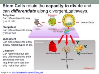Stem Cells retain the capacity to divide and
can differentiate along divergent pathways.
Totipotent
Can differentiate into any
type of cell.
Pluripotent
Can differentiate into many
types of cell.
Multipotent
Can differentiate into a few
closely-related types of cell.
Unipotent
Can regenerate but can
only differentiate into their
associated cell type
(e.g. liver stem cells can
only make liver cells).
Image from: http://en.wikipedia.org/wiki/Stem_cell
 