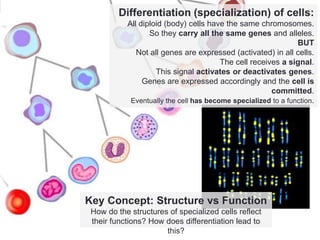 Differentiation (specialization) of cells:
All diploid (body) cells have the same chromosomes.
So they carry all the same genes and alleles.
BUT
Not all genes are expressed (activated) in all cells.
The cell receives a signal.
This signal activates or deactivates genes.
Genes are expressed accordingly and the cell is
committed.
Eventually the cell has become specialized to a function.
Key Concept: Structure vs Function
How do the structures of specialized cells reflect
their functions? How does differentiation lead to
this?
 