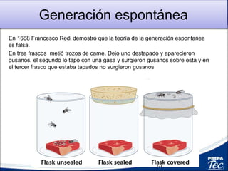Generación espontánea
En 1668 Francesco Redi demostró que la teoría de la generación espontanea
es falsa.
En tres frascos metió trozos de carne. Dejo uno destapado y aparecieron
gusanos, el segundo lo tapo con una gasa y surgieron gusanos sobre esta y en
el tercer frasco que estaba tapados no surgieron gusanos
 