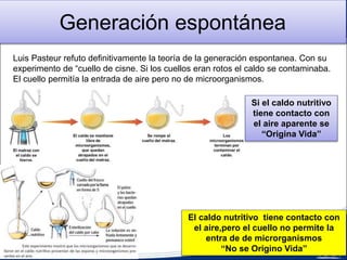Generación espontánea
Luis Pasteur refuto definitivamente la teoría de la generación espontanea. Con su
experimento de “cuello de cisne. Si los cuellos eran rotos el caldo se contaminaba.
El cuello permitía la entrada de aire pero no de microorganismos.
Si el caldo nutritivo
tiene contacto con
el aire aparente se
“Origina Vida”
El caldo nutritivo tiene contacto con
el aire,pero el cuello no permite la
entra de de microrganismos
“No se Origino Vida”
 