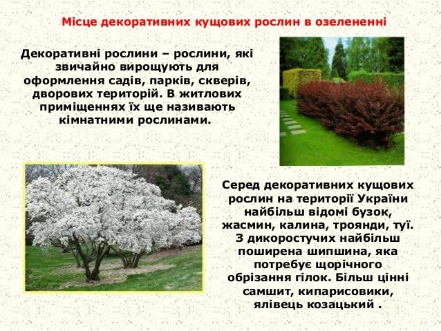 Технологія вирощування рослин та догляд за ними