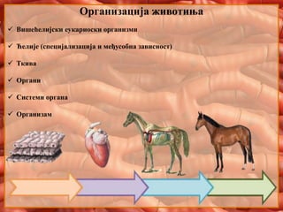 Организација животиња
 Вишећелијски еукариоски организми
 Ћелије (специјализација и међусобна зависност)
 Ткива
 Органи
 Системи органа
 Организам
 