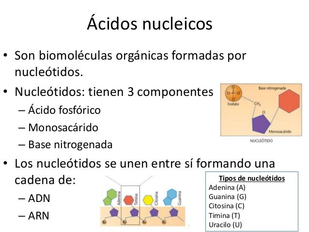 1. ácidos nucleicos