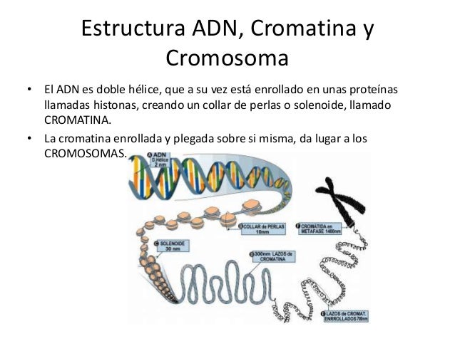 1. ácidos nucleicos