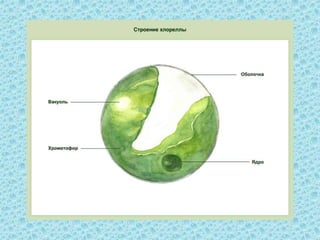 одноклеточные организмы1 | PPT