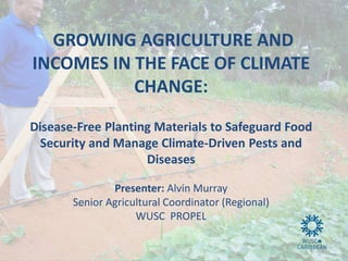 GROWING AGRICULTURE AND
INCOMES IN THE FACE OF CLIMATE
CHANGE:
Disease-Free Planting Materials to Safeguard Food
Security and Manage Climate-Driven Pests and
Diseases
Presenter: Alvin Murray
Senior Agricultural Coordinator (Regional)
WUSC PROPEL
 