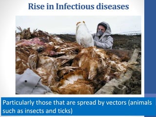 Rise in Infectious diseases
Particularly those that are spread by vectors (animals
such as insects and ticks)
 