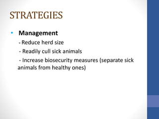 STRATEGIES
• Management
- Reduce herd size
- Readily cull sick animals
- Increase biosecurity measures (separate sick
animals from healthy ones)
 