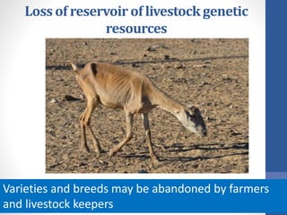 Loss of reservoir of livestock genetic
resources
Varieties and breeds may be abandoned by farmers
and livestock keepers
 