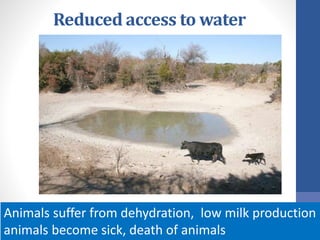 Reduced access to water
Animals suffer from dehydration, low milk production
animals become sick, death of animals
 