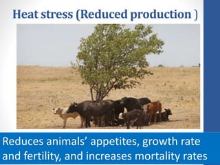 Heat stress (Reduced production )
Reduces animals’ appetites, growth rate
and fertility, and increases mortality rates
 