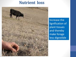 Nutrient loss
Increase the
lignification of
plant tissues
and thereby
make forage
less digestible
 