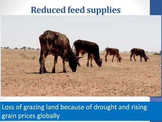 Reduced feed supplies
Loss of grazing land because of drought and rising
grain prices globally
 
