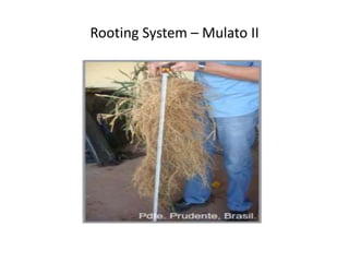 Rooting System – Mulato II
 