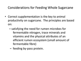 Considerations for Feeding Whole Sugarcane
• Correct supplementation is the key to animal
productivity on sugarcane. The principles are based
on:
− satisfying the need for rumen microbes for
fermentable nitrogen, trace minerals and
vitamins and the physical attributes of an
efficient rumen ecosystem (small amount of
fermentable fibre)
− feeding by-pass protein.
 