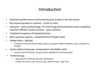 Introduction
• Ruminant performance constrained by poor quality in the dry season
• Dry season duration in Jamaica – 8 mth or more
• Outcome – poor quality forage: CP and Energy declining below levels needed to
maintain efficient rumen function – poor nutrition
• Traditional response of livestock farmers
• More practical options – establishment of fodder bank
• Fodder Bank – defined
– Cultivation of nutrient dense fodder species to augment fodder availability under conditions of
drought.
• Factors determining spp. incorporation into fodder bank
- biomass yield; CP content: Energy content; adaptability to farming system
• Preferred spp.
– Legumes (CP): Mulberry, Gliricidia, Stylosanthes
– Energy : Pennisetum spp., Panicum spp., Brachiaria spp., Sugar cane
 