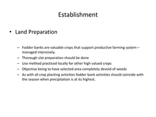 Establishment
• Land Preparation
– Fodder banks are valuable crops that support productive farming system –
managed intensively.
– Thorough site preparation should be done
– Use method practiced locally for other high valued crops
– Objective being to have selected area completely devoid of weeds
– As with all crop planting activities fodder bank activities should coincide with
the season when precipitation is at its highest.
 