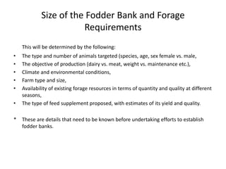 Size of the Fodder Bank and Forage
Requirements
This will be determined by the following:
• The type and number of animals targeted (species, age, sex female vs. male,
• The objective of production (dairy vs. meat, weight vs. maintenance etc.),
• Climate and environmental conditions,
• Farm type and size,
• Availability of existing forage resources in terms of quantity and quality at different
seasons,
• The type of feed supplement proposed, with estimates of its yield and quality.
* These are details that need to be known before undertaking efforts to establish
fodder banks.
 
