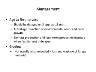 Management
• Age at first harvest
– Should be delayed until approx. 15 mth.
– Actual age : function of environmental cond. and bank
growth,
– Biomass production and long-term production increase
when first harvest is delayed.
• Grazing
− Not usually recommended – loss and wastage of forage
material.
 