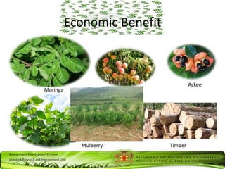ResearchandDevelopmentDivision
LivestockResearchandImprovementUnit
Economic Benefit
Mulberry
Moringa
Timber
Ackee
Mango
 