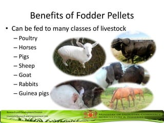 ResearchandDevelopmentDivision
LivestockResearchandImprovementUnit
Benefits of Fodder Pellets
• Can be fed to many classes of livestock
– Poultry
– Horses
– Pigs
– Sheep
– Goat
– Rabbits
– Guinea pigs
 
