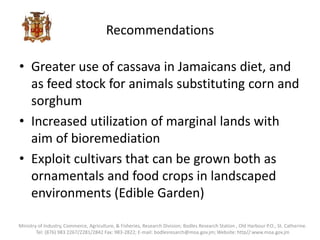 Recommendations
• Greater use of cassava in Jamaicans diet, and
as feed stock for animals substituting corn and
sorghum
• Increased utilization of marginal lands with
aim of bioremediation
• Exploit cultivars that can be grown both as
ornamentals and food crops in landscaped
environments (Edible Garden)
Ministry of Industry, Commerce, Agriculture, & Fisheries, Research Division; Bodles Research Station , Old Harbour P.O., St. Catherine.
Tel: (876) 983 2267/2281/2842 Fax: 983-2822; E-mail: bodlesresarch@moa.gov.jm; Website: http//:www.moa.gov.jm
 