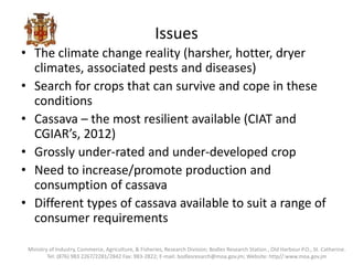 Issues
• The climate change reality (harsher, hotter, dryer
climates, associated pests and diseases)
• Search for crops that can survive and cope in these
conditions
• Cassava – the most resilient available (CIAT and
CGIAR’s, 2012)
• Grossly under-rated and under-developed crop
• Need to increase/promote production and
consumption of cassava
• Different types of cassava available to suit a range of
consumer requirements
Ministry of Industry, Commerce, Agriculture, & Fisheries, Research Division; Bodles Research Station , Old Harbour P.O., St. Catherine.
Tel: (876) 983 2267/2281/2842 Fax: 983-2822; E-mail: bodlesresarch@moa.gov.jm; Website: http//:www.moa.gov.jm
 