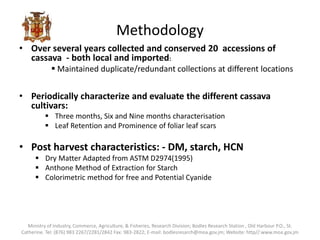 Methodology
• Over several years collected and conserved 20 accessions of
cassava - both local and imported:
 Maintained duplicate/redundant collections at different locations
• Periodically characterize and evaluate the different cassava
cultivars:
 Three months, Six and Nine months characterisation
 Leaf Retention and Prominence of foliar leaf scars
• Post harvest characteristics: - DM, starch, HCN
 Dry Matter Adapted from ASTM D2974(1995)
 Anthone Method of Extraction for Starch
 Colorimetric method for free and Potential Cyanide
Ministry of Industry, Commerce, Agriculture, & Fisheries, Research Division; Bodles Research Station , Old Harbour P.O., St.
Catherine. Tel: (876) 983 2267/2281/2842 Fax: 983-2822; E-mail: bodlesresarch@moa.gov.jm; Website: http//:www.moa.gov.jm
 