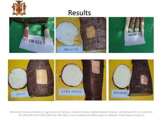 Results
Ministry of Industry, Commerce, Agriculture, & Fisheries, Research Division; Bodles Research Station , Old Harbour P.O., St. Catherine.
Tel: (876) 983 2267/2281/2842 Fax: 983-2822; E-mail: bodlesresarch@moa.gov.jm; Website: http//:www.moa.gov.jm
 