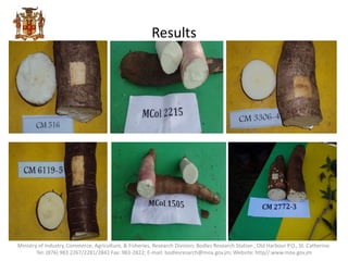Results
Ministry of Industry, Commerce, Agriculture, & Fisheries, Research Division; Bodles Research Station , Old Harbour P.O., St. Catherine.
Tel: (876) 983 2267/2281/2842 Fax: 983-2822; E-mail: bodlesresarch@moa.gov.jm; Website: http//:www.moa.gov.jm
 