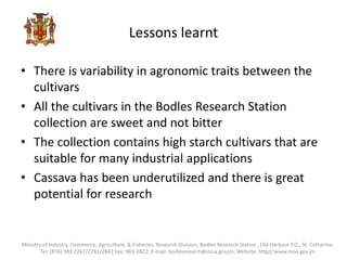 Lessons learnt
• There is variability in agronomic traits between the
cultivars
• All the cultivars in the Bodles Research Station
collection are sweet and not bitter
• The collection contains high starch cultivars that are
suitable for many industrial applications
• Cassava has been underutilized and there is great
potential for research
Ministry of Industry, Commerce, Agriculture, & Fisheries, Research Division; Bodles Research Station , Old Harbour P.O., St. Catherine.
Tel: (876) 983 2267/2281/2842 Fax: 983-2822; E-mail: bodlesresarch@moa.gov.jm; Website: http//:www.moa.gov.jm
 