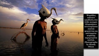 Ψαράδες
πιάνουν
ερωδιούς στο
Ινδό ποταμό.
Πλησιάζουν
ανυποψίαστα
πουλιά
φορώντας ως
καλύμματα
κεφαλής
ταριχευμένα
πουλιά.
Photographs
by Randy
Olson
 