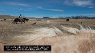 Κτηνοτρόφος βοοειδών σε κοιλάδα της νότιας
Μοντάνα. PHOTOGRAPH BY AMI VITALE
 