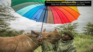 Μαύρος ρινόκερος (απειλούμενο είδος) σε πάρκο Άγριας
Ζωής στην Κένυα, Photographer Ami Vitale
 