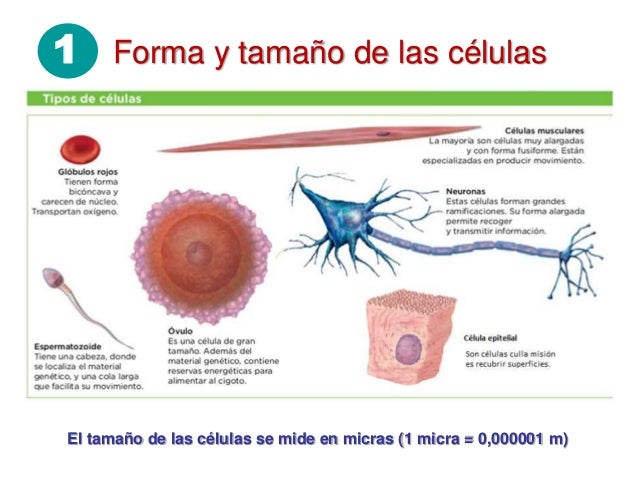 16+ [ Clula Eucariota Clula Eucariota Vegetal Clula 