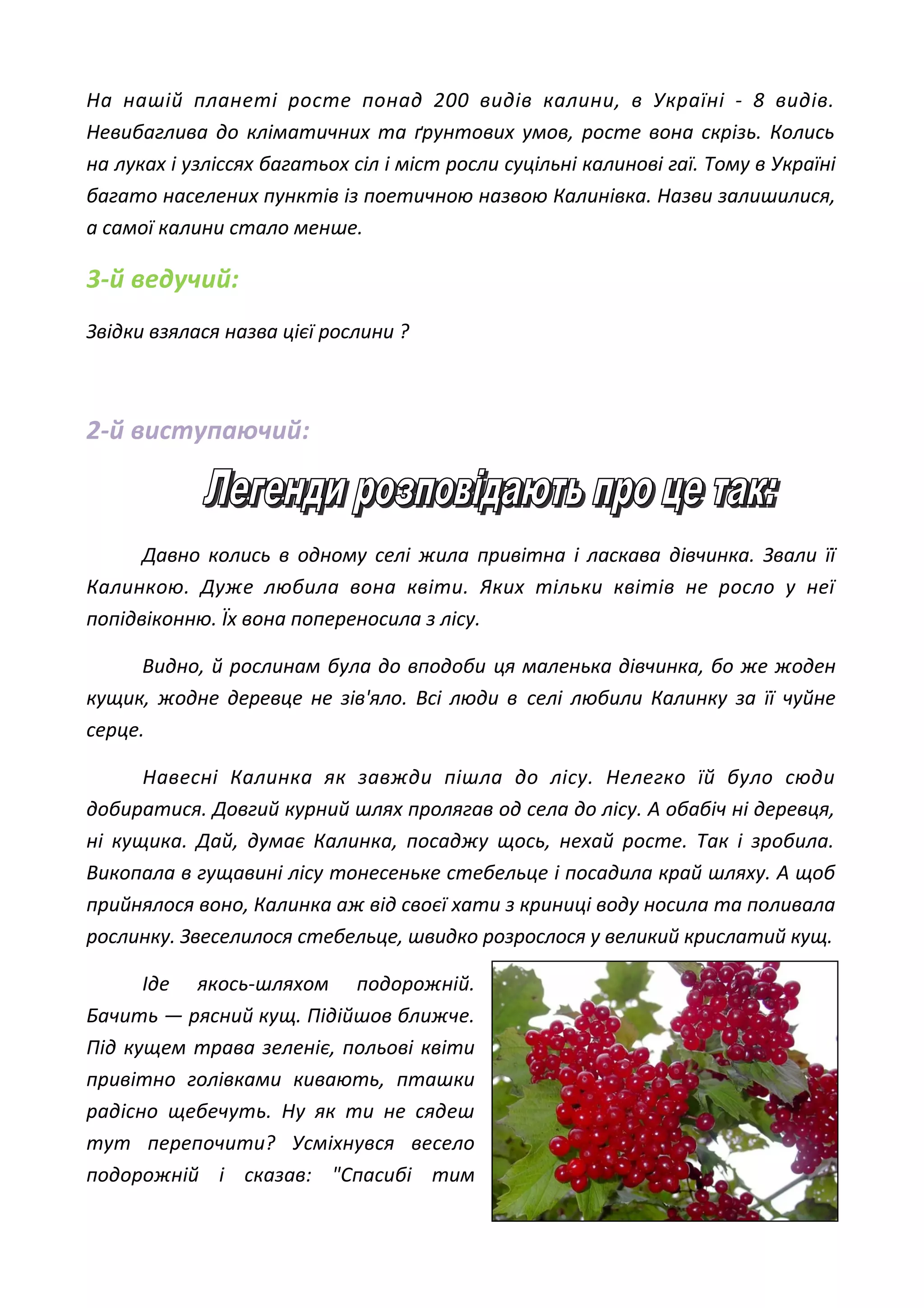 На нашій планеті росте понад 200 видів калини, в Україні - 8 видів.
Невибаглива до кліматичних та ґрунтових умов, росте вона скрізь. Колись
на луках і узліссях багатьох сіл і міст росли суцільні калинові гаї. Тому в Україні
багато населених пунктів із поетичною назвою Калинівка. Назви залишилися,
а самої калини стало менше.
3-й ведучий:
Звідки взялася назва цієї рослини ?
2-й виступаючий:
Давно колись в одному селі жила привітна і ласкава дівчинка. Звали її
Калинкою. Дуже любила вона квіти. Яких тільки квітів не росло у неї
попідвіконню. Їх вона попереносила з лісу.
Видно, й рослинам була до вподоби ця маленька дівчинка, бо же жоден
кущик, жодне деревце не зів'яло. Всі люди в селі любили Калинку за її чуйне
серце.
Навесні Калинка як завжди пішла до лісу. Нелегко їй було сюди
добиратися. Довгий курний шлях пролягав од села до лісу. А обабіч ні деревця,
ні кущика. Дай, думає Калинка, посаджу щось, нехай росте. Так і зробила.
Викопала в гущавині лісу тонесеньке стебельце і посадила край шляху. А щоб
прийнялося воно, Калинка аж від своєї хати з криниці воду носила та поливала
рослинку. Звеселилося стебельце, швидко розрослося у великий крислатий кущ.
Іде якось-шляхом подорожній.
Бачить — рясний кущ. Підійшов ближче.
Під кущем трава зеленіє, польові квіти
привітно голівками кивають, пташки
радісно щебечуть. Ну як ти не сядеш
тут перепочити? Усміхнувся весело
подорожній і сказав: "Спасибі тим
 