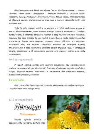 Шла девица по лесу. Увидела избушку. Зашла. В избушке темно, и кто-то
стонет. «Кто здесь? Отзовись!» - говорит девушка и слышит голос:
«Засвети лучину. Увидишь!» Засветила лучину девица-краса, перекрестилась
на образа и видит: лежит на печи старушка и плачет «Спасибо тебе, что
зашла ко мне.
Тебя Господь послал, чтоб я не умерла и с собой мудрость жизни не
унесла. Паутину смахни, печь затопи, водицы принеси, меня напои. У забора
травы нарви с золотой головкой, листья в воду положи да меня накорми.
Корешки два раза отвари да мне подай. У меня боль в груди пройдет, сердце
успокоится. Соком ноги помажь, опухоль сгони». Сделала все девушка-
красавица так, как велела старушка: напоила ее отваром корней,
отмоченными в воде листьями, смазала соком опухшие ноги. И старушка
ожила, повеселена и ей запомнить велела: эту травку знать и по роду
передавать .
10-й виступаючий:
У народі настій квіток або листків вживають при захворюваннях
печінки, жовчного міхура, гіпертонії, безсонні. Сумішшю коренів кульбаби і
лопуха лікують екзему. Молочний сік вживають для лікування мозолів,
виведення бородавок, веснянок.
1-й ведучий:
В лісі є ще одна дуже корисна рослина, яку ви можете побачити скрізь
і називається вона подорожник.
11-й виступаючий:
Подорожник
Пошла красна девица к
роднику воды набрать. Видит, там
 