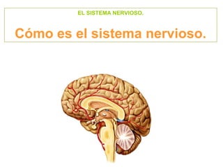 EL SISTEMA NERVIOSO.
Cómo es el sistema nervioso.
 