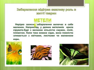 Нерідко захисне забарвлення включає в себе
малюнок. Наприклад, у деяких метеликів крила
сірувато-бурі з великою кількістю смужок, ліній,
плямочок. Коли така комаха сідає, вона повністю
зливається з квітками, листками чи малюнком
кори.
 