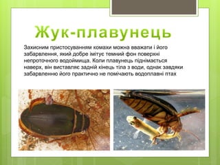 Захисним пристосуванням комахи можна вважати і його
забарвлення, який добре імітує темний фон поверхні
непроточного водоймища. Коли плавунець піднімається
наверх, він виставляє задній кінець тіла з води, однак завдяки
забарвленню його практично не помічають водоплавні птах
 
