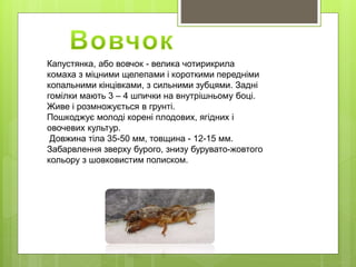 Капустянка, або вовчок - велика чотирикрила
комаха з міцними щелепами і короткими передніми
копальними кінцівками, з сильними зубцями. Задні
гомілки мають 3 – 4 шпички на внутрішньому боці.
Живе і розмножується в грунті.
Пошкоджує молоді корені плодових, ягідних і
овочевих культур.
Довжина тіла 35-50 мм, товщина - 12-15 мм.
Забарвлення зверху бурого, знизу бурувато-жовтого
кольору з шовковистим полиском.
 