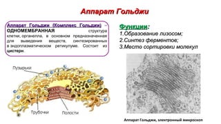 Аппарат ГольджиАппарат Гольджи
Аппарат Гольджи (Комплекс Гольджи)Аппарат Гольджи (Комплекс Гольджи) –
ОДНОМЕМБРАННАЯ структура
клетки, органелла, в основном предназначенная
для выведения веществ, синтезированных
в эндоплазматическом ретикулуме. Состоит из
цистерн.
ФункцииФункции::
1.1.Образование лизосом;Образование лизосом;
2.2.Синтез ферментов;Синтез ферментов;
3.3.Место сортировки молекулМесто сортировки молекул
Аппарат Гольджи, электронный микроскоп
 